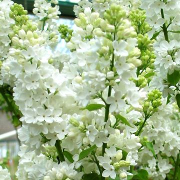 Syringa vulgaris Wit