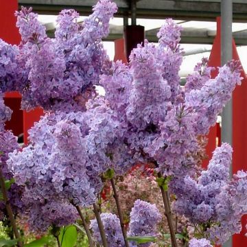 Syringa vulgaris Sensation Blauw