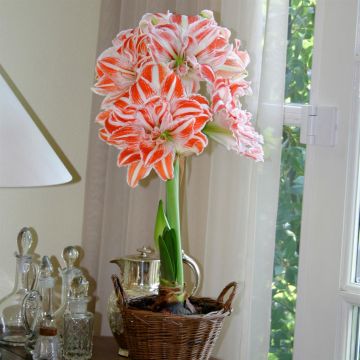 Amaryllis Dancing Queen