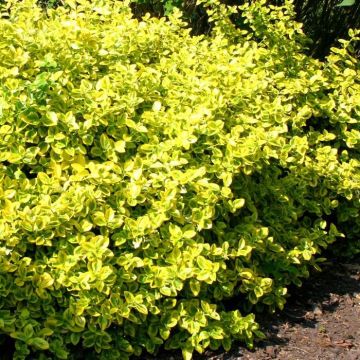 Euonymus Emerald n Gold 13 cm
