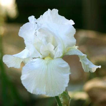 Iris germanica Wit (Baardiris)