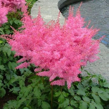 Astilbe arendsii Roze (Pluimspirea)