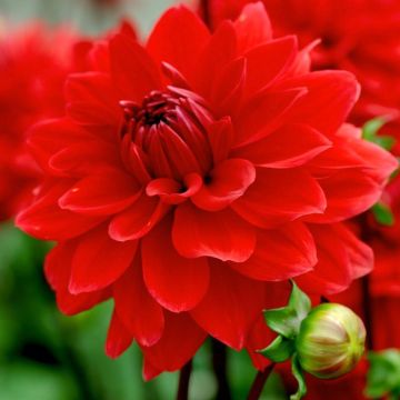 Dahlia decorative Heatwave