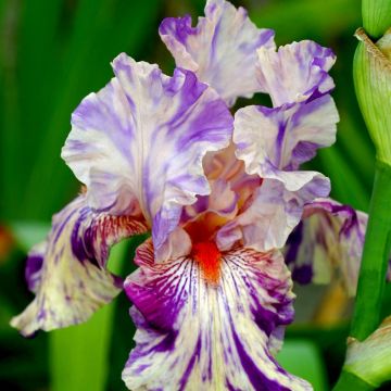 Iris germanica (Baardiris) Peach Jam