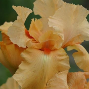 Iris germanica Francois Debate