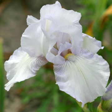 Iris germanica English Cottage
