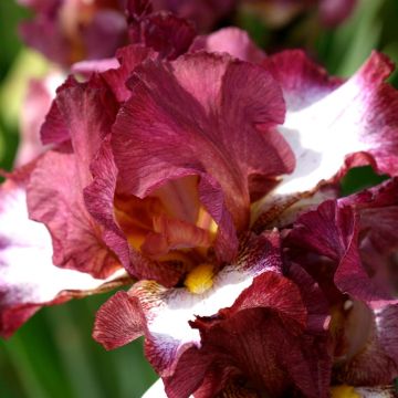 Iris barbatus Crinoline (Baardiris)