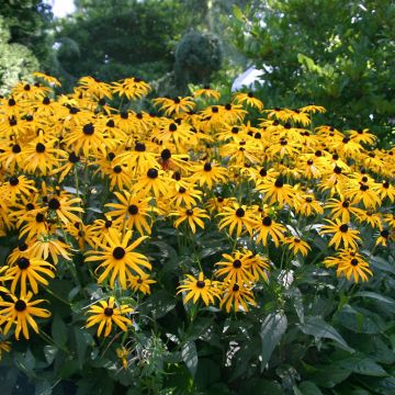 Rudbeckia
