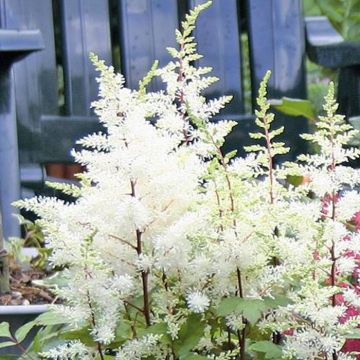 Astilbe arendsii Wit