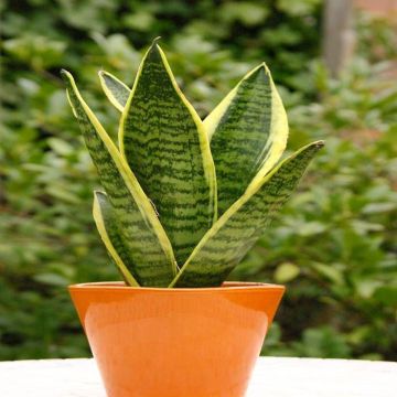 Sansevieria Futura Superb