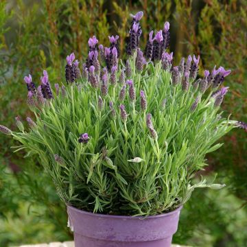 Lavendel Stoechas Groot