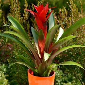 Bromelia Red v2