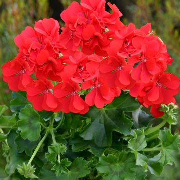 Pelargonium Red