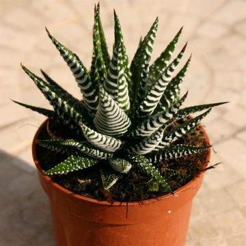 Haworthia Fasciata