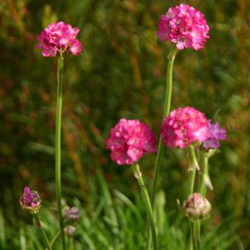 Engels Gras Armeria maritima Roze