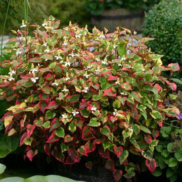 Houttuynia cordata 'Chameleon' 13 cm Pot