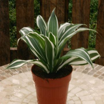 Dracaena White Jewel