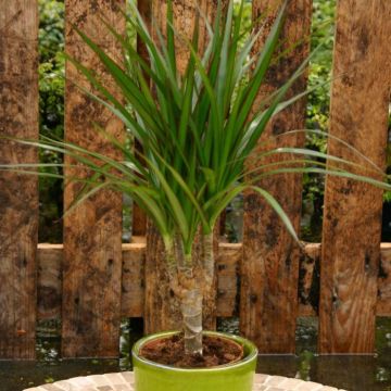 Dracaena marg op Stam