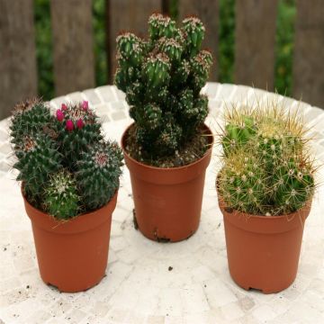 Cactus Mix B