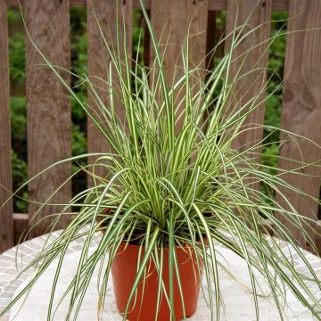 Carex oshimensis Evergold Zegge