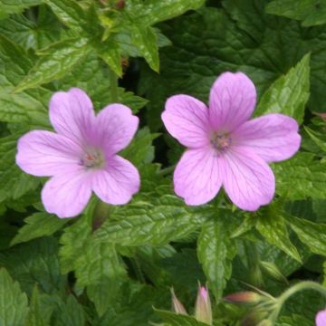 Geranium Wargrave Pink (Ooievaarsbek)