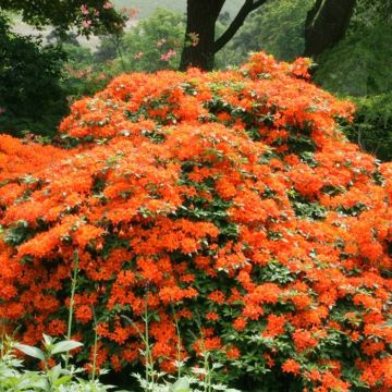 Azalea mollis Oranje