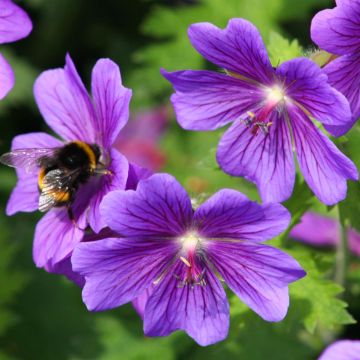 Geranium Johnson's Blue