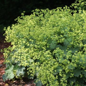 Alchemilla mollis Vrouwenmantel