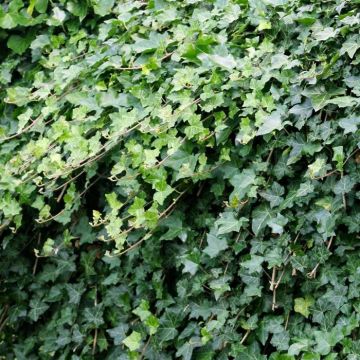 Hedera Helix (Klimop)