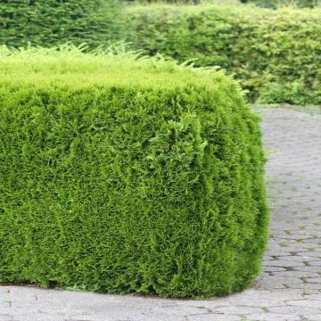 Thuja occidentalis Smaragd