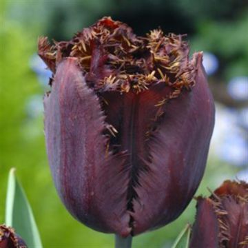 Tulip Fringed black jewel