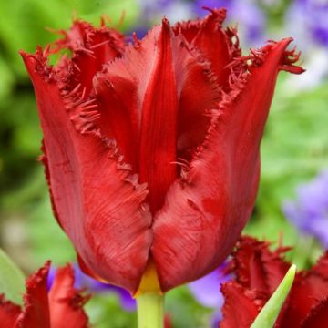 Tulip Fringed Pacific pearl