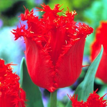 Tulip Fringed Valery gergiev
