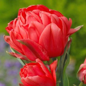 Tulip Greigii Double Toronto 1