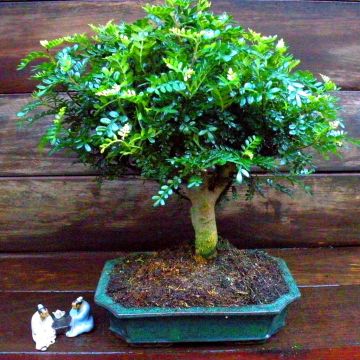 Bonsai Zanthoxylum (9 jaar Oud)
