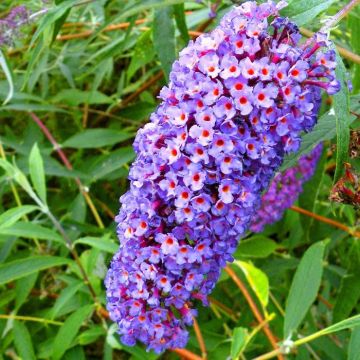 Buddleia davidii Blue