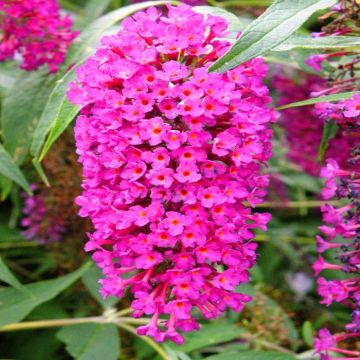 Buddleia purple red