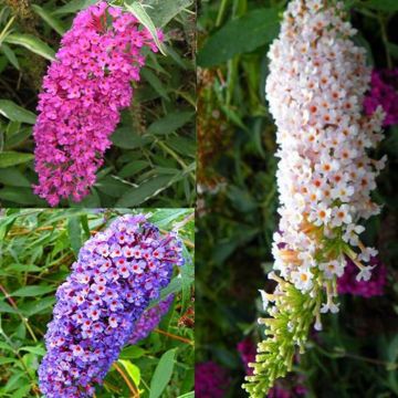 Coll Buddleia Blue Pink White 2