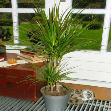 Standard Dracena Two Stams