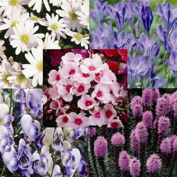 Engelse Cottage Tuin x 56