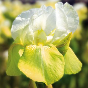 Iris germanica Tulp Festival