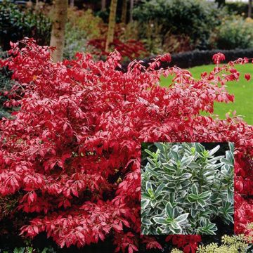Euonymus Alatus en Albovariegata