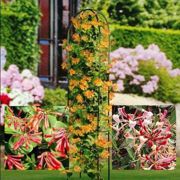 Pieris Coll Golden Red Bicolour