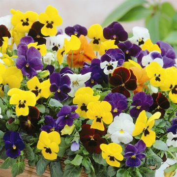 Large flow. Pansies