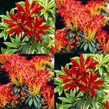 Pieris Combo Flaming Silver en Forest