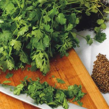 Koriander