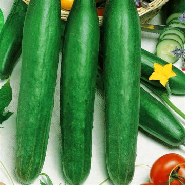 Komkommer Chinese Slangen