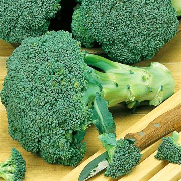Broccoli Calabria