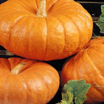 Pompoen rode van Etampes