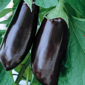 Aubergine lange violette